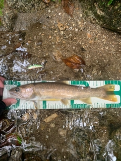 イワナの釣果
