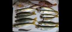 アジの釣果