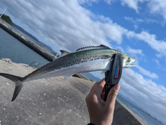 サゴシの釣果