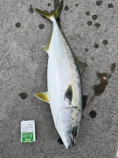 ワラサの釣果