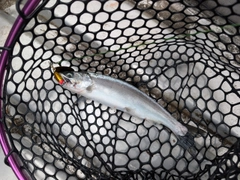 サクラマスの釣果