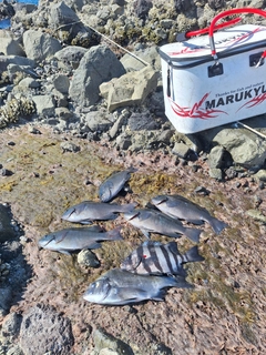メジナの釣果