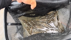 ハゼの釣果
