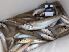 シロギスの釣果