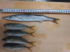 カマスの釣果