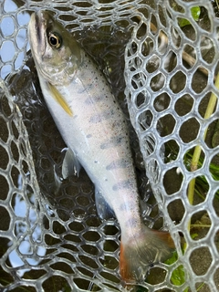 アマゴの釣果