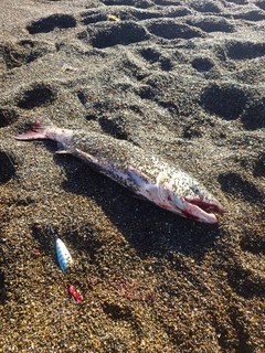 アキアジの釣果