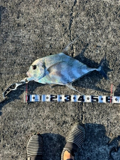 イトヒキアジの釣果