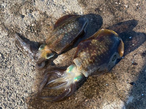 ニワカ釣り師 さんの釣り人プロフィール - アングラーズ | 釣果600万件