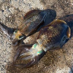 にわか釣り師 ニワカ釣り師 さんの釣り人プロフィール - アングラーズ | 釣果600万件