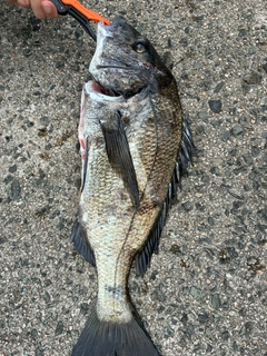 チヌの釣果