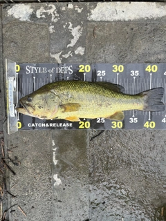ラージマウスバスの釣果