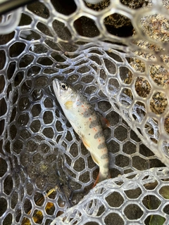 アマゴの釣果