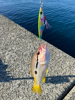 ヨコスジフエダイの釣果