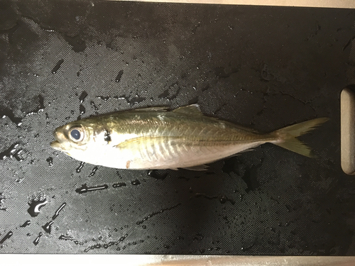 マアジの釣果