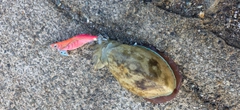 コウイカの釣果