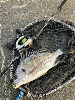 キビレの釣果