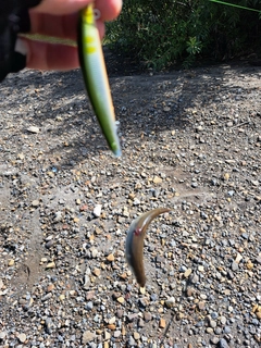 チアユの釣果