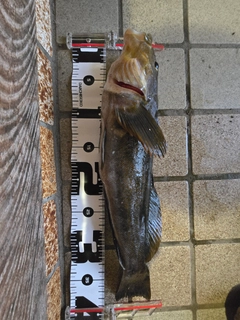 アイナメの釣果