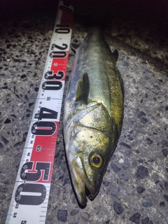 フッコ（マルスズキ）の釣果