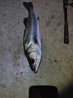 フッコ（マルスズキ）の釣果