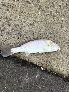 イシモチの釣果