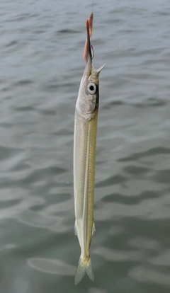 サヨリの釣果