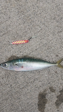 サバの釣果