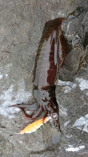 アオリイカの釣果