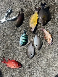 オヤビッチャの釣果