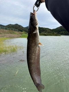 ナマズの釣果