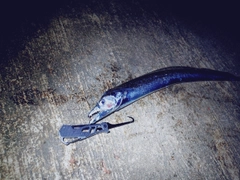 タチウオの釣果