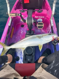 ヒラマサの釣果