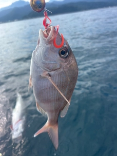 チャリコの釣果