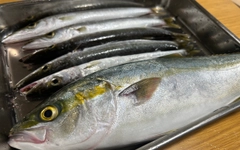 イナダの釣果