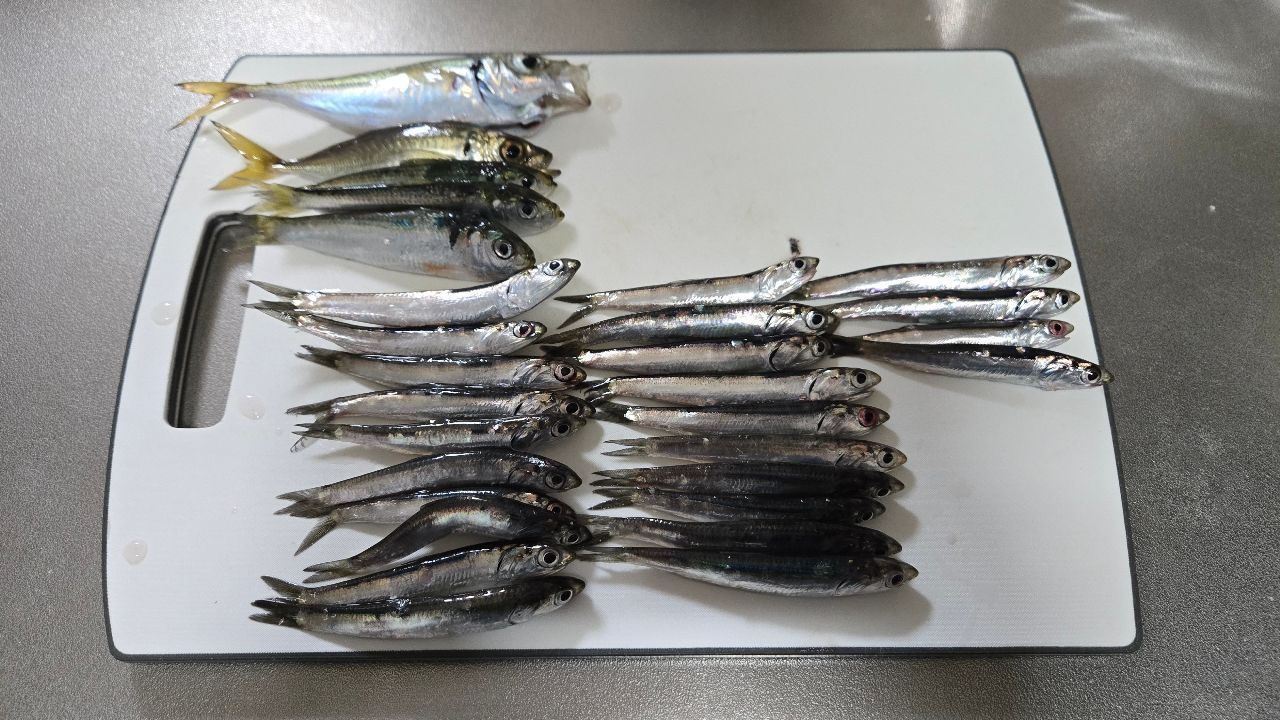 DAIWA メバリング X 2016年モデルの最安値・インプレ・釣果 | 本音の