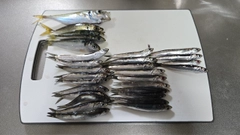 カタクチイワシの釣果
