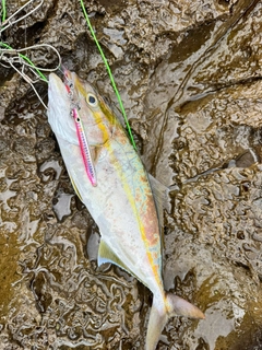 ハマチの釣果