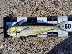 シイラの釣果
