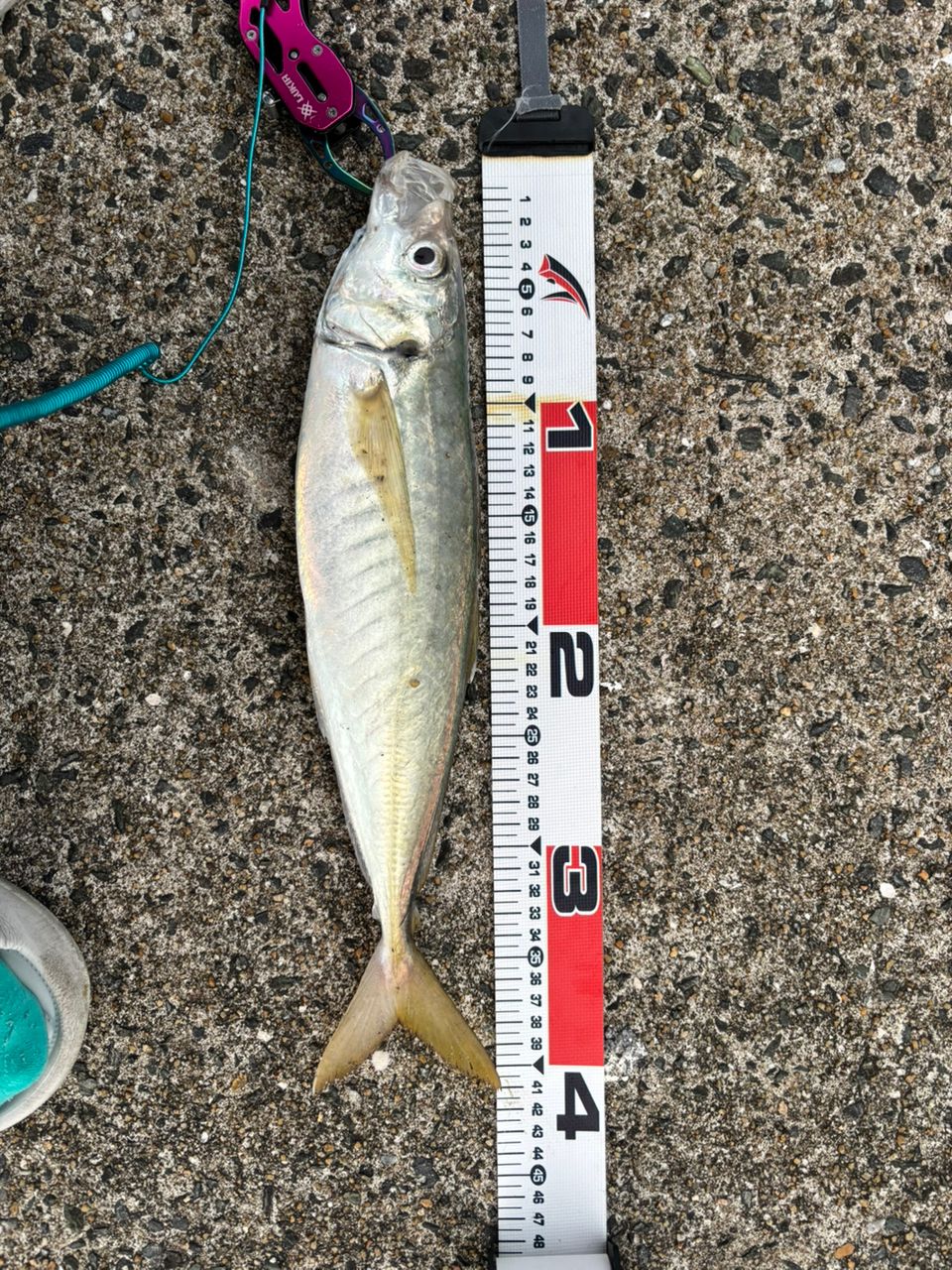 SHIMANO 20ヴァンフォード 3000MHGの最安値・インプレ・釣果 | 本音の