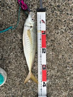 マルアジの釣果