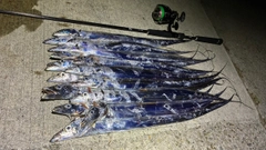 タチウオの釣果