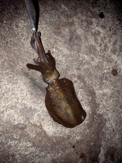 オオモンハタの釣果