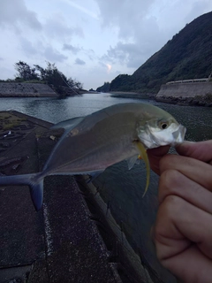メッキの釣果