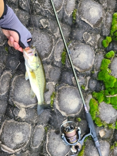 ラージマウスバスの釣果