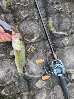 ラージマウスバスの釣果
