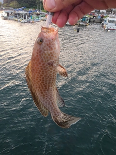 オオモンハタの釣果