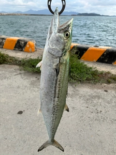 サゴシの釣果