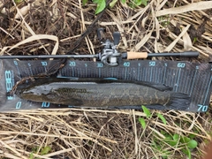 ライギョの釣果