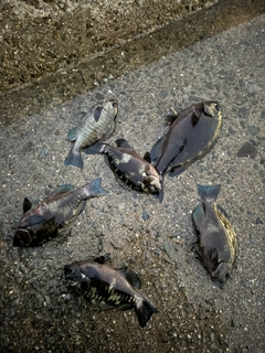 グレの釣果